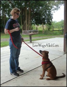 Before the winds got too strong on Saturday morning, we had class. This is Cori training her lovely, and very smart, puppy, Sadie. Cori is a rocking trainer!