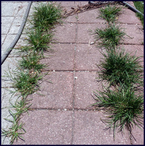 05-14-13 - Weeds in Cracks Need to Be Safely Killed for Dogs Safety