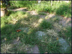 Dead Weeds By Vinegar Shots