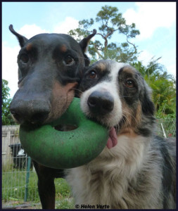 Keep weed killer chemicals off dog toys