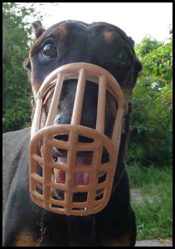 Dobermann Pippin's Muzzle