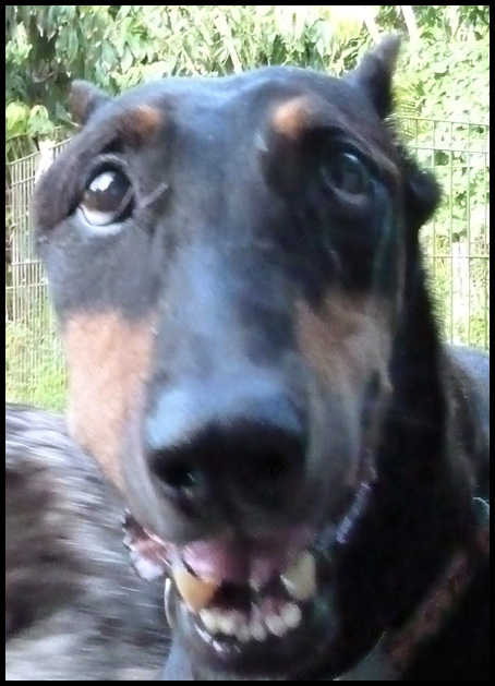 Dobermann Pippin's Swollen Face