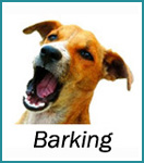 Barking