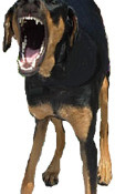 Dog Barking Dog Training South Florida Broward County