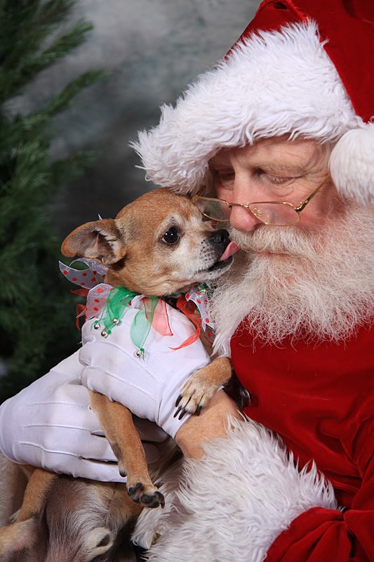 Chihuahua Body Language With Santa