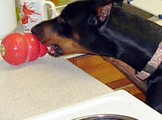 Dog Counter Surfing Broward County South Florida Dog Training