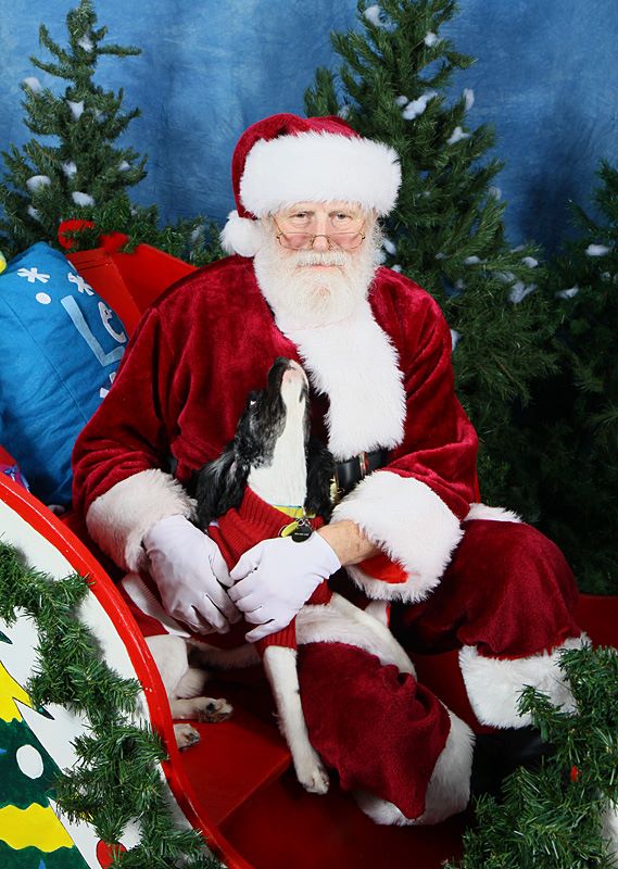 Curious Pooch With Santa