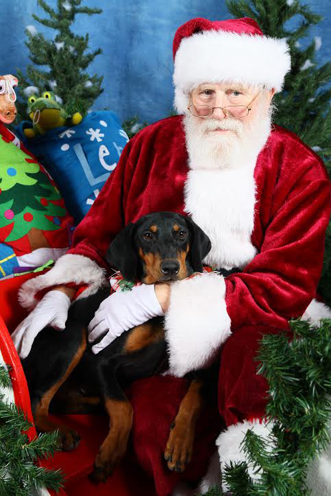 Dobermann Puppy Body Language With Santa