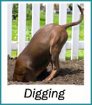 Digging Dogs