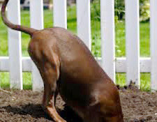 Dog Digging Holes Broward County South Florida Dog Training