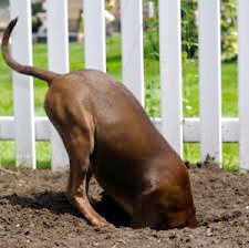 Dog Digging Holes Broward County South Florida Dog Training