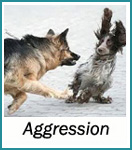 Dogs and Aggression