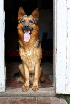 Dog Waits At Door Love Wags A Tail Dog Training Plantation Florida