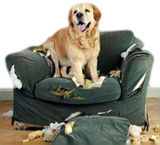 Dog Destructive Chewing  Ft Lauderdale Broward County