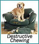 Destructive Chewing Dogs