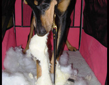 Dog Shreds and Chews Dog Training Fort Lauderdale Plantation Florida