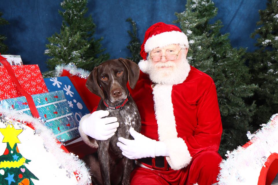 GSP Body Language and Santa