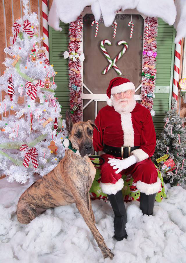 Great Dane Body Language With Santa