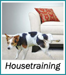 Housetraining