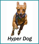 Hyper Dog