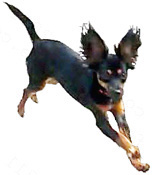 Hyper Dogs Love Wags A Tail Dog Training Broward County South Florida