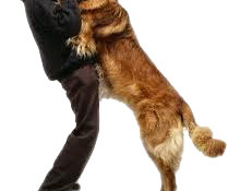 Dog Jumping on People Dog Training Broward County South Florida