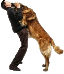 Dog Jumping on People Love Wags A Tail Dog Training south Florida