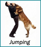 Jumping Dog Training