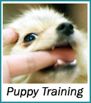 Puppy Training