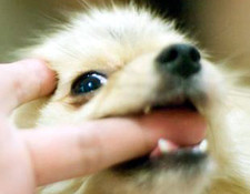 Puppy chewing on a finger dog training south Florida