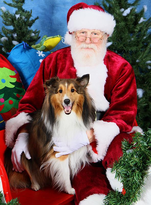 Sheltie Happy Face Body Language With Santa