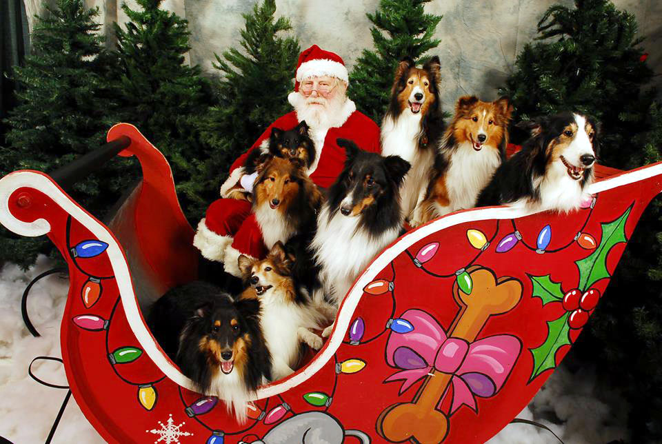 Sleigh Full Of Shelties And Santa