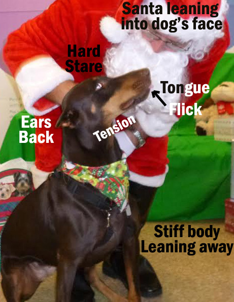 Stressed Dog's Body Language with Santa