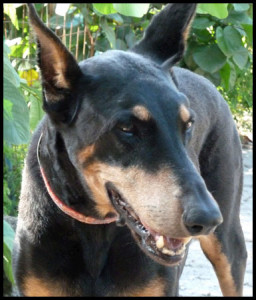 Dobermann Leissl Verte