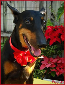 Dobermann Pippin Verte