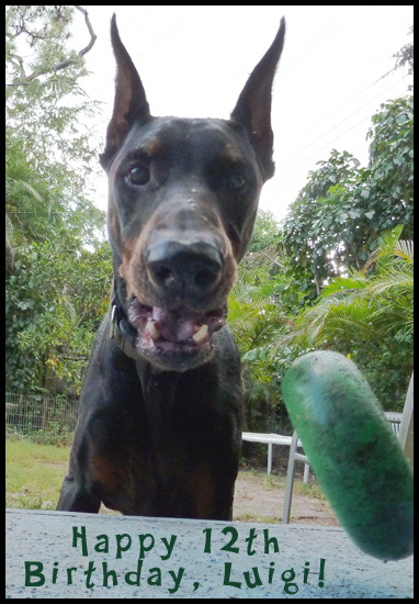 Dobermann Luigi 12th Birthday