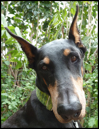 Animal Actor Dobermann Leissl Verte Marley And Me