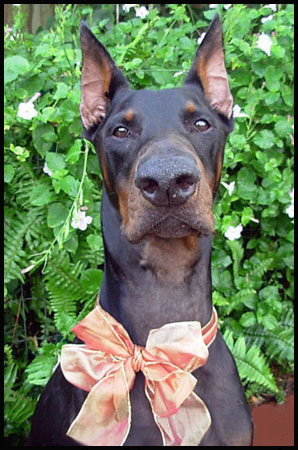 Animal Actor Dobermann Luigi Verte RE CD