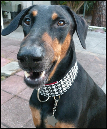 Animal Actor Dobermann Raven Verte NAP NJP NTD 1