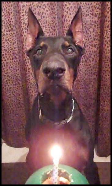 Kong with Birthday Cake and Candle