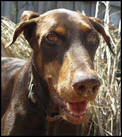 Dobermann Ginger Verte of Fort Doberdale 1