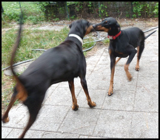 Dobermann Luna Playing with Lilian