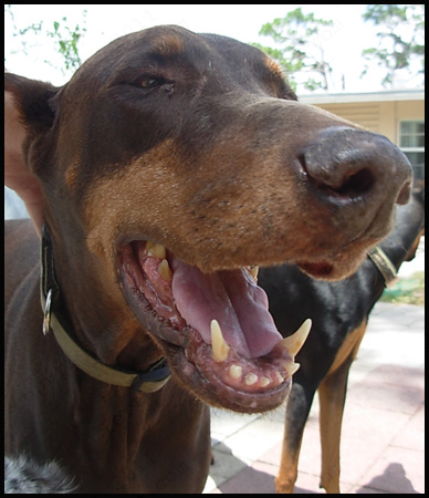 Dobermann Regis Verte of Fort Doberdale