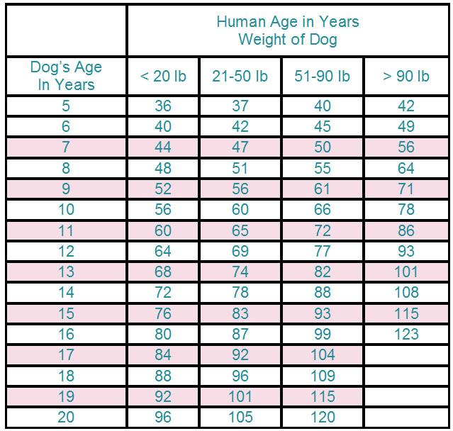 Dog-To-Human-Age Chart