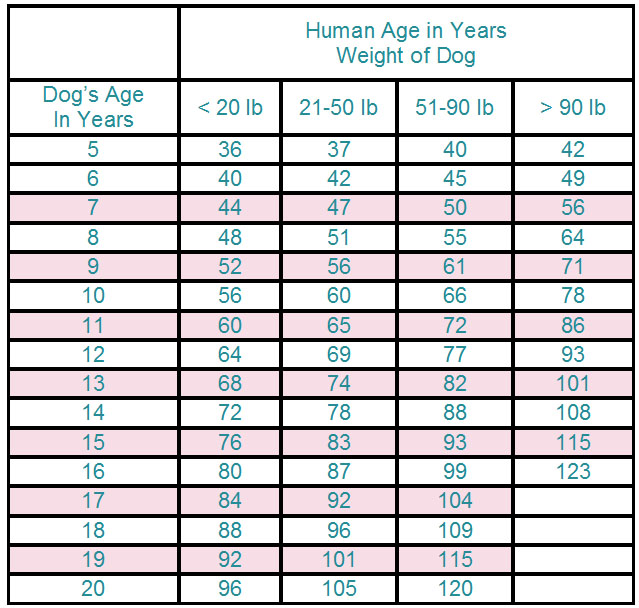 Dog Years Compared To Human Years Chart