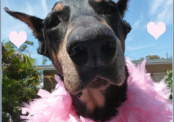 Valentine's Day Doberman Love Wags A Tail Dog Training