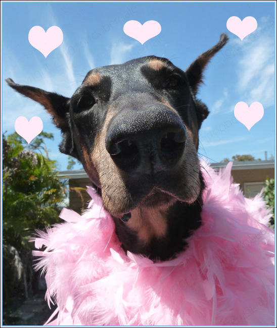 Valentine's Day Doberman Love Wags A Tail Dog Training