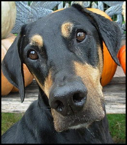 Dobermann Ollie Verte Schwarzmann