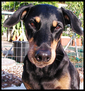 Dobermann Baby Verte Schwarzmann