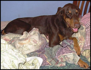 Dobermann Ginger Verte Schwarzmann